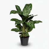 Aglaonema Greenlight — Ø17 cm — H60 cm - Verdeia