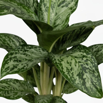 Aglaonema Greenlight — Ø17 cm — H60 cm - Verdeia