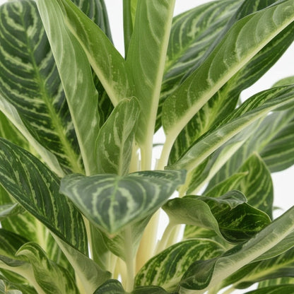 Aglaonema ‘Keylime’ – D17 x H60 cm - Verdeia