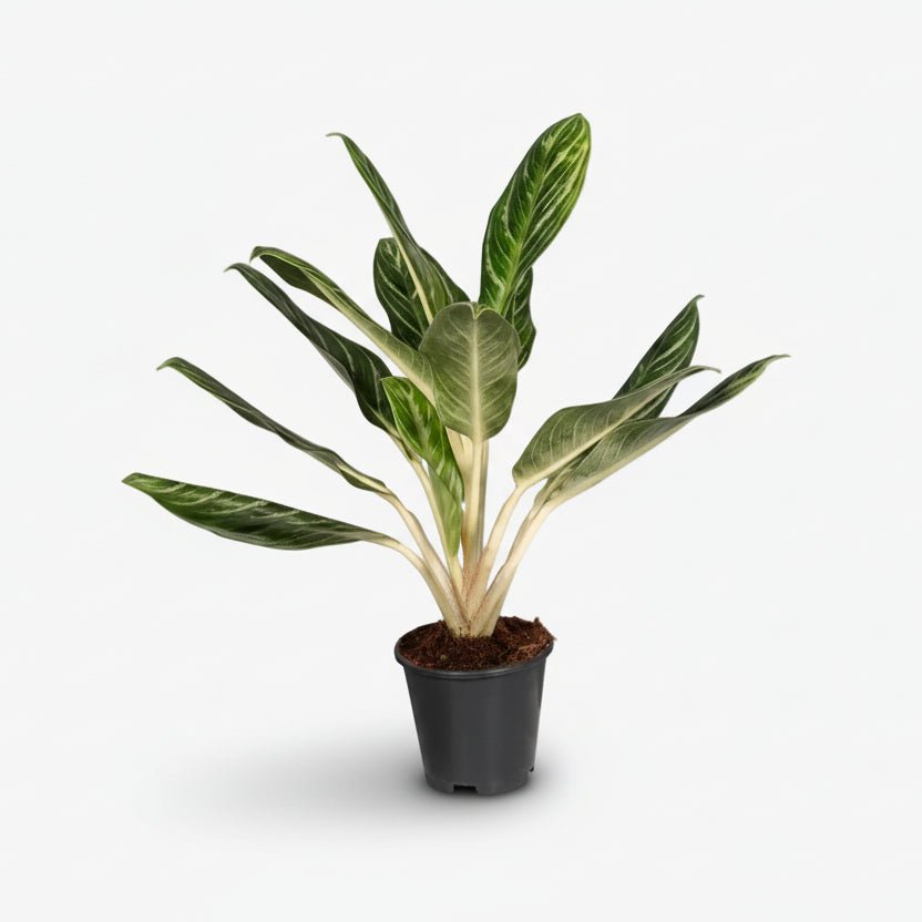 Aglaonema &