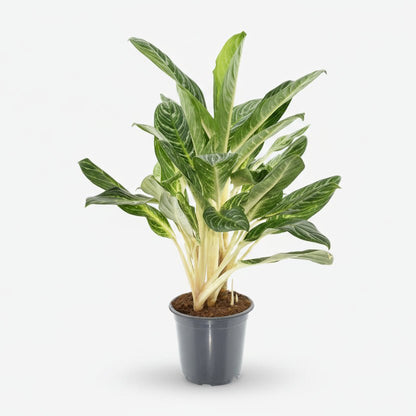 Aglaonema &