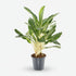 Aglaonema &