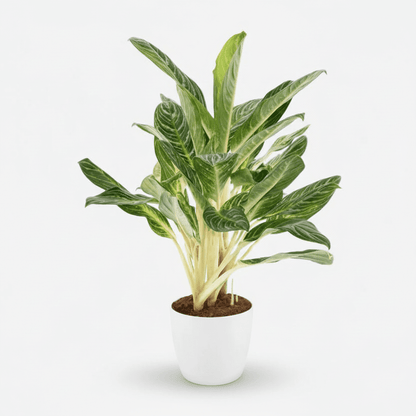 Aglaonema &