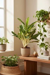 Aglaonema &