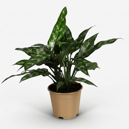 Aglaonema Maria – Plante tropicale d’intérieur aux reflets argentés - Verdeia