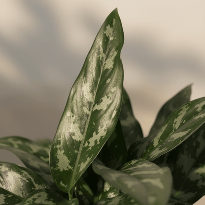Aglaonema Maria – Plante tropicale d’intérieur aux reflets argentés - Verdeia