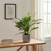 Aglaonema Silver Queen — Ø14 cm — H45 cm - Verdeia