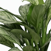 Aglaonema Silver Queen — Ø14 cm — H45 cm - Verdeia