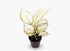 Aglaonema White Joy - 12 x 35 cm - Verdeia