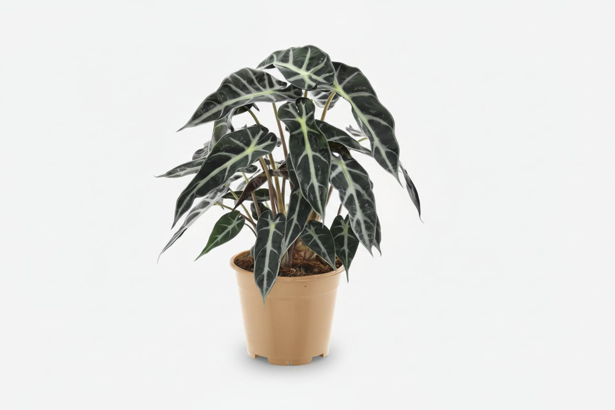 Alocasia Bambino Arrow — Oreille d&