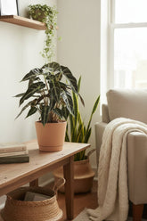 Alocasia Bambino Arrow — Oreille d&