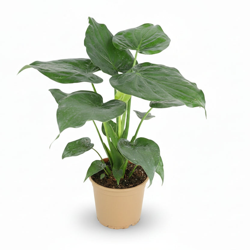 Alocasia cucullata – Oreille d’éléphant tropicale - Verdeia