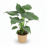 Alocasia cucullata – Oreille d’éléphant tropicale - Verdeia