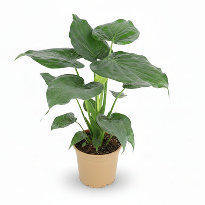Alocasia cucullata – Oreille d’éléphant tropicale - Verdeia