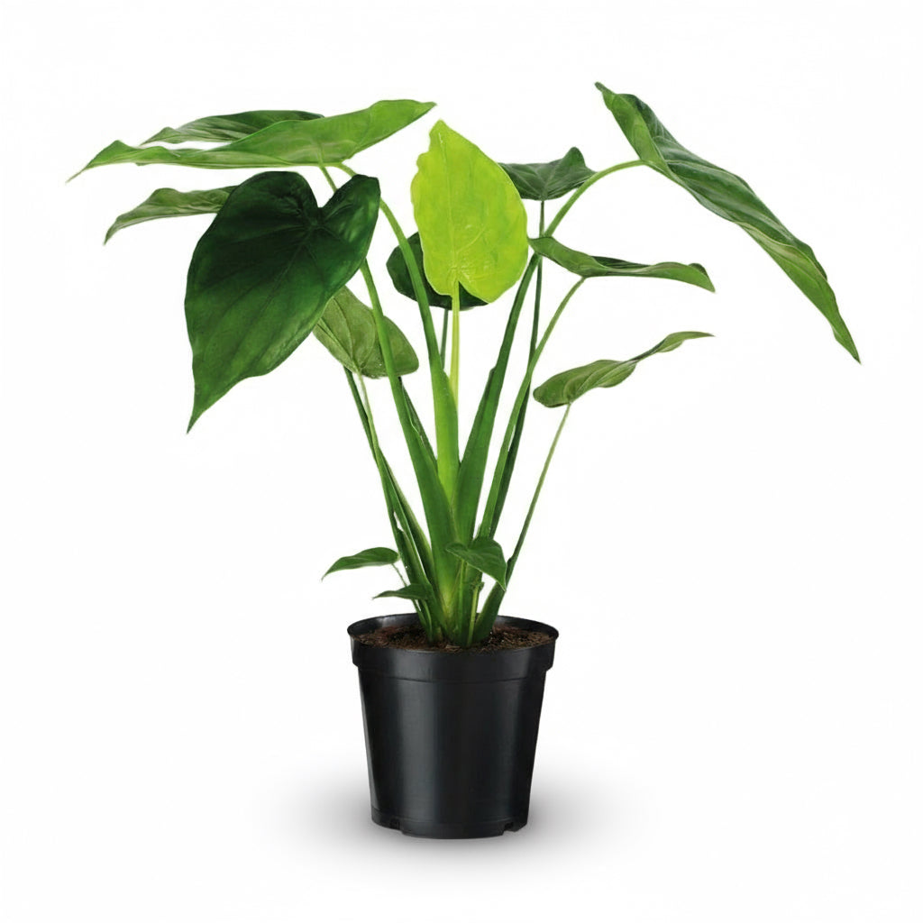 Alocasia cucullata – Oreille d’éléphant tropicale - Verdeia