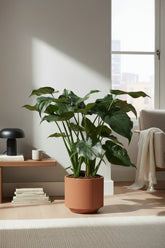 Alocasia Cucullata — Oreille d&