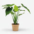 Alocasia Cucullata — Oreille d&