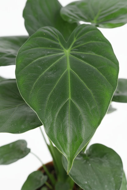 Alocasia Cucullata — Oreille d&