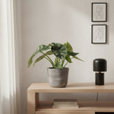 Alocasia ‘Dragon Scale’ — Ø14 cm — H25 cm - Verdeia