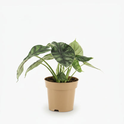 Alocasia ‘Dragon Scale’ — Ø14 cm — H25 cm - Verdeia