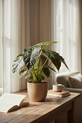 Alocasia Dragon Scale — Oreille d&