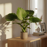 Alocasia Gageana California – Ø21 cm – H80 cm - Verdeia