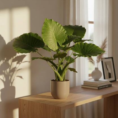 Alocasia Gageana California – Ø21 cm – H80 cm - Verdeia