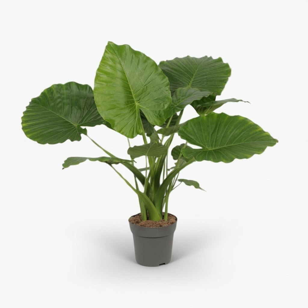 Alocasia Gageana California – Ø21 cm – H80 cm - Verdeia