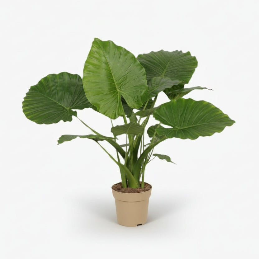 Alocasia Gageana California – Ø21 cm – H80 cm - Verdeia