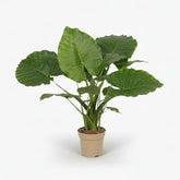 Alocasia Gageana California – Ø21 cm – H80 cm - Verdeia