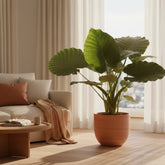 Alocasia Gageana California – Ø21 cm – H80 cm - Verdeia