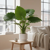 Alocasia Gageana California – Ø21 cm – H80 cm - Verdeia