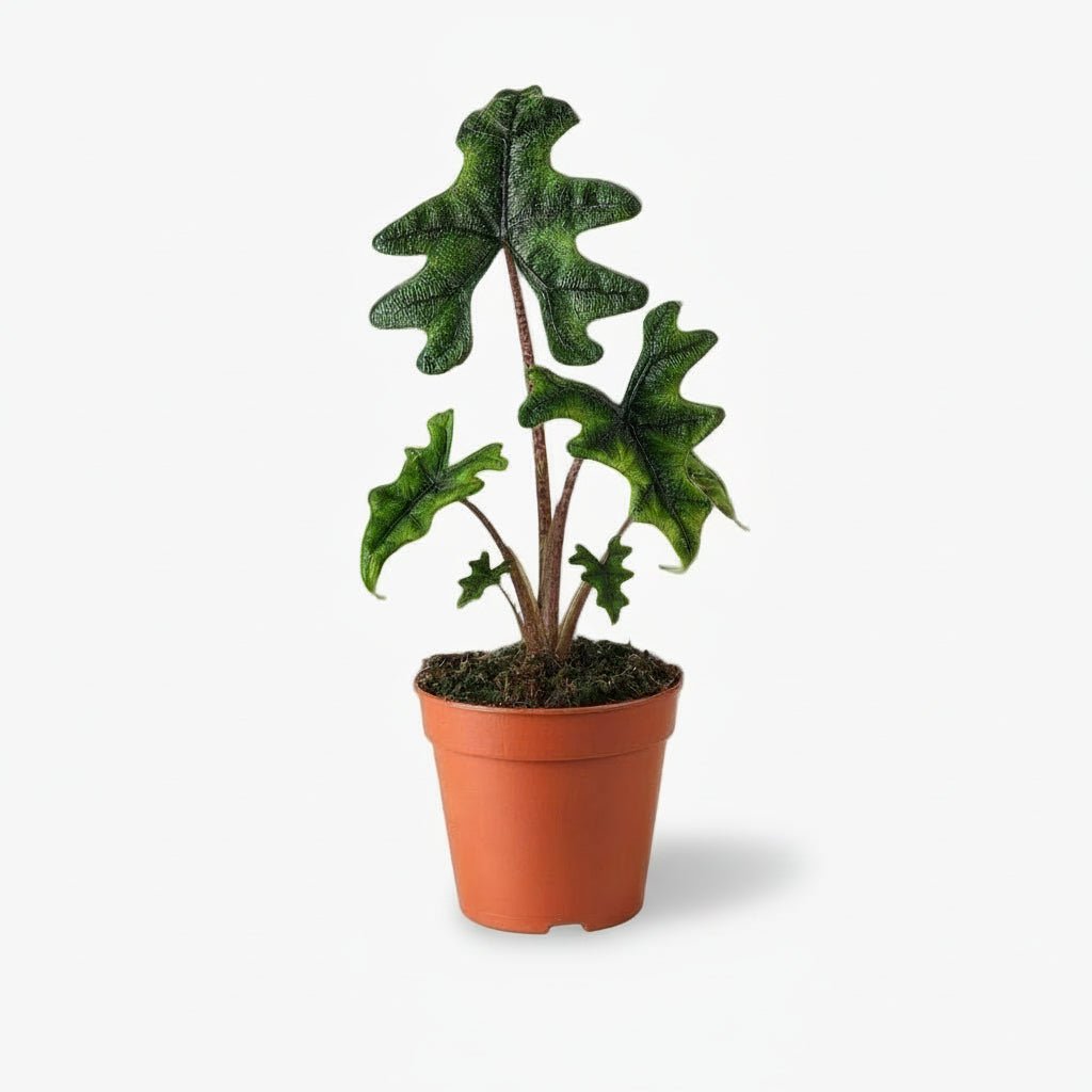 Alocasia Jacklyn – Ø12 cm – H30 cm - Verdeia