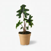 Alocasia Jacklyn – Ø12 cm – H30 cm - Verdeia