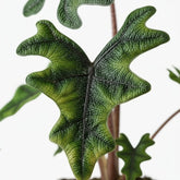 Alocasia Jacklyn – Ø12 cm – H30 cm - Verdeia