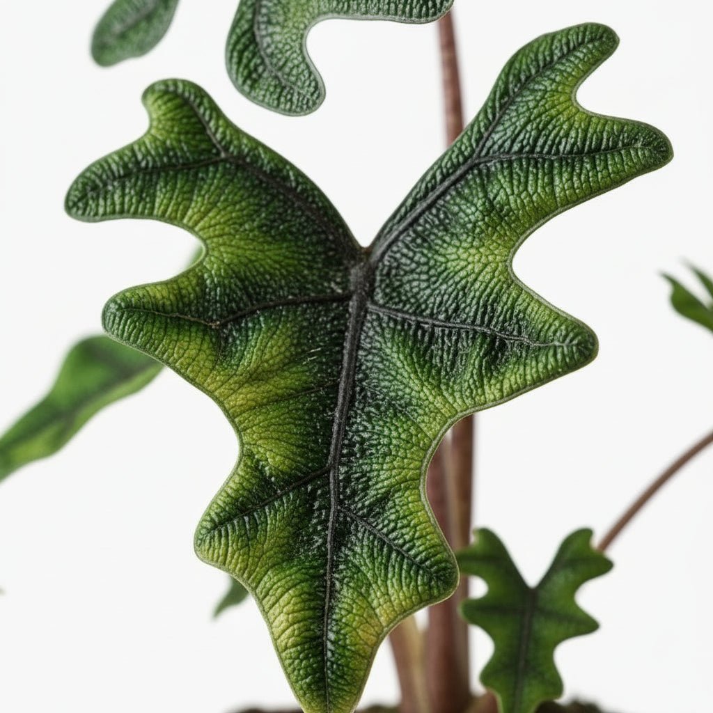 Alocasia Jacklyn – Ø12 cm – H30 cm - Verdeia