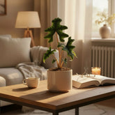 Alocasia Jacklyn – Ø12 cm – H30 cm - Verdeia