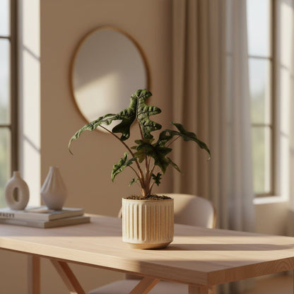 Alocasia Jacklyn – Ø12 cm – H30 cm - Verdeia