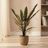 Alocasia Lauterbachiana – Ø19 cm – H80 cm - Verdeia