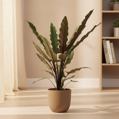 Alocasia Lauterbachiana – Ø19 cm – H80 cm - Verdeia