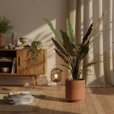 Alocasia Lauterbachiana – Ø19 cm – H80 cm - Verdeia