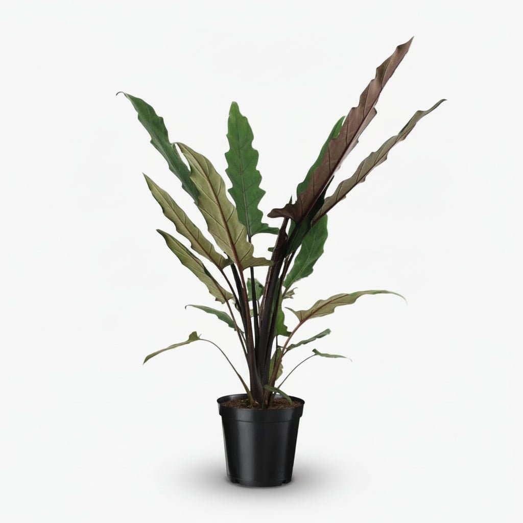 Alocasia Lauterbachiana – Ø19 cm – H80 cm - Verdeia