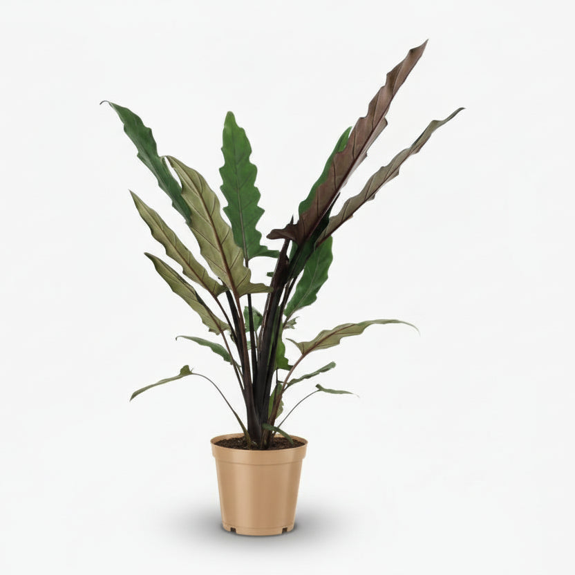 Alocasia Lauterbachiana – Ø19 cm – H80 cm - Verdeia
