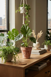 Alocasia Lukiwan — Oreille d&