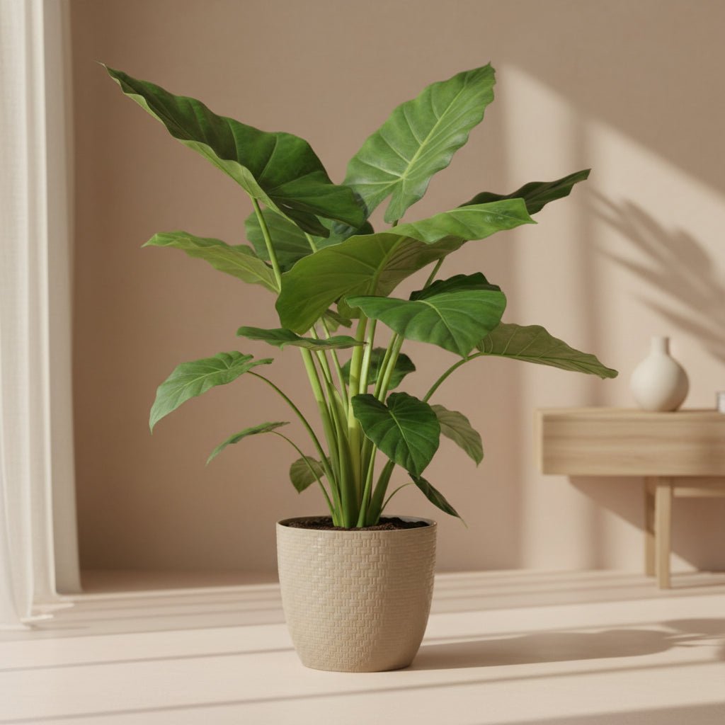 Alocasia Macrorrhiza – Ø19 cm – H70 cm - Verdeia