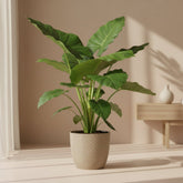 Alocasia Macrorrhiza – Ø19 cm – H70 cm - Verdeia
