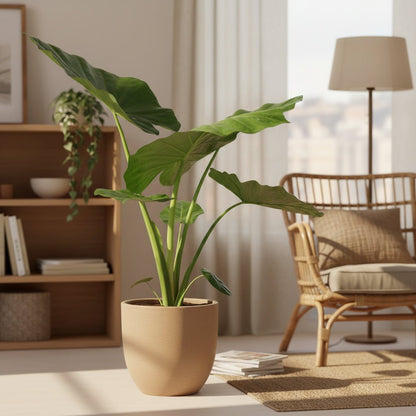 Alocasia Macrorrhiza – Ø19 cm – H70 cm - Verdeia