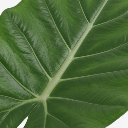Alocasia Macrorrhiza – Ø19 cm – H70 cm - Verdeia