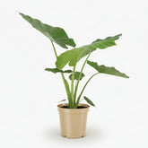 Alocasia Macrorrhiza – Ø19 cm – H70 cm - Verdeia