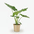 Alocasia Macrorrhiza – Ø19 cm – H70 cm - Verdeia
